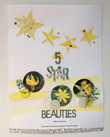 5 Star Beauties  Sketch 2A 