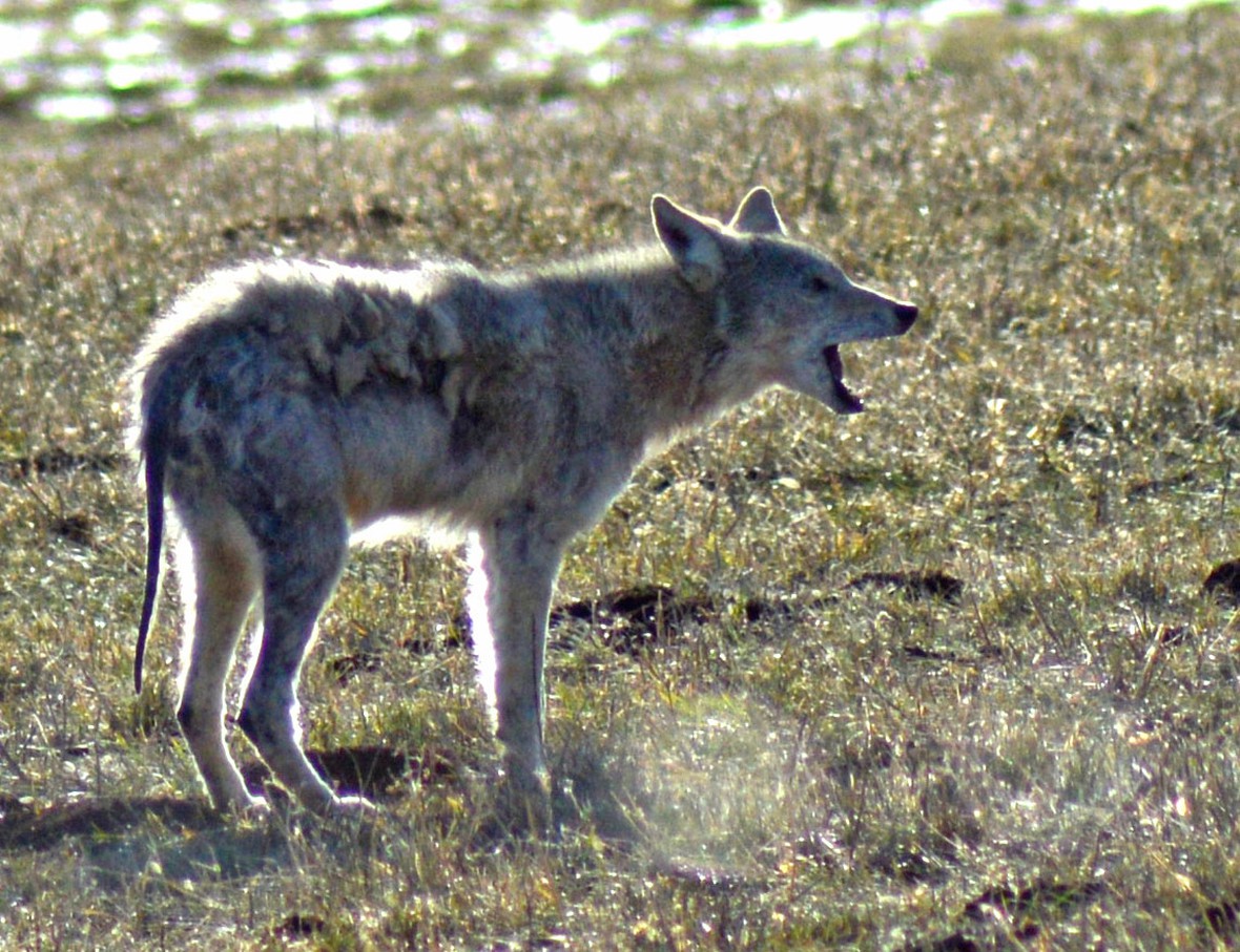 Coyote howl best cropped original
