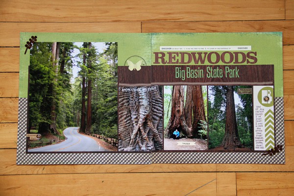 Big basin redwoods001