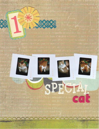One special cat