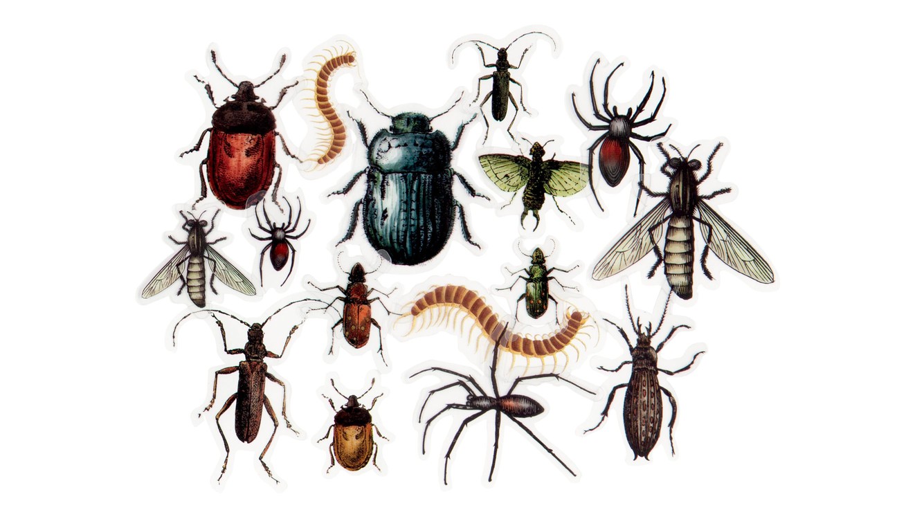 Haunting Plastic Bugs Heidi Swapp Shop