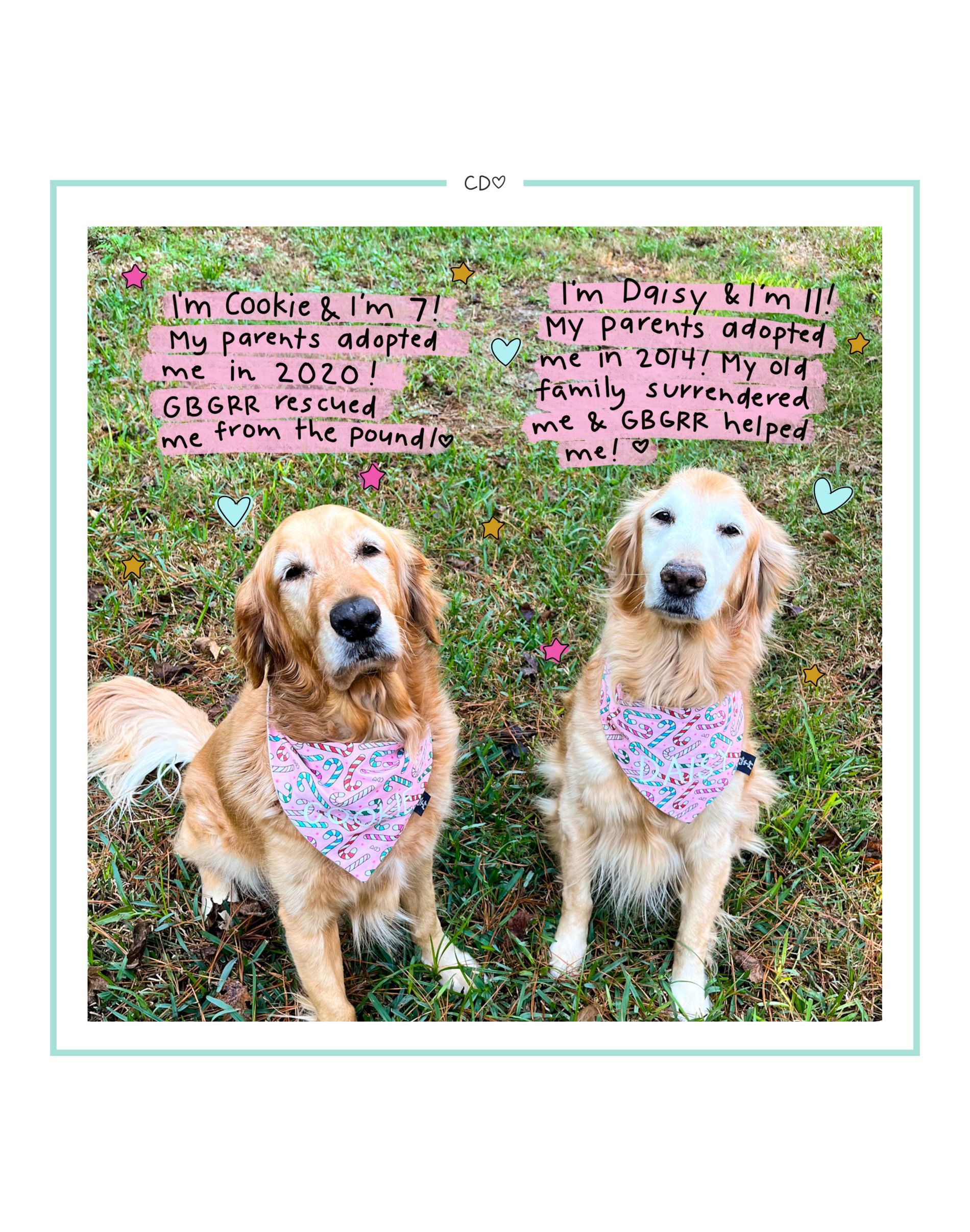 Giving Tuesday 2024 Digital Bundle Callie Danielle Shop