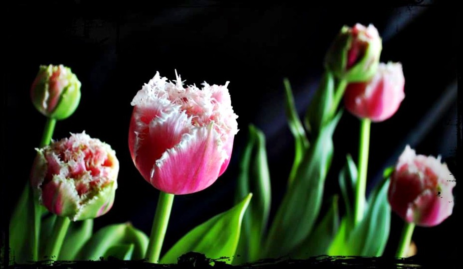 Snapshot No. 21: Light - Spring Tulips 