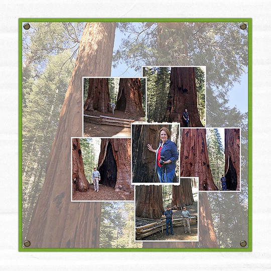 Sequoiasr original