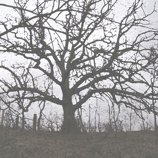 Lonesome Oak