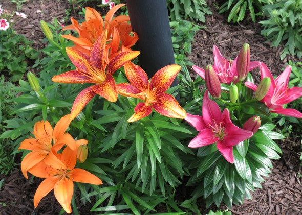 Angles on Asiatic Lilies in Inspired Everyday Photography gallery