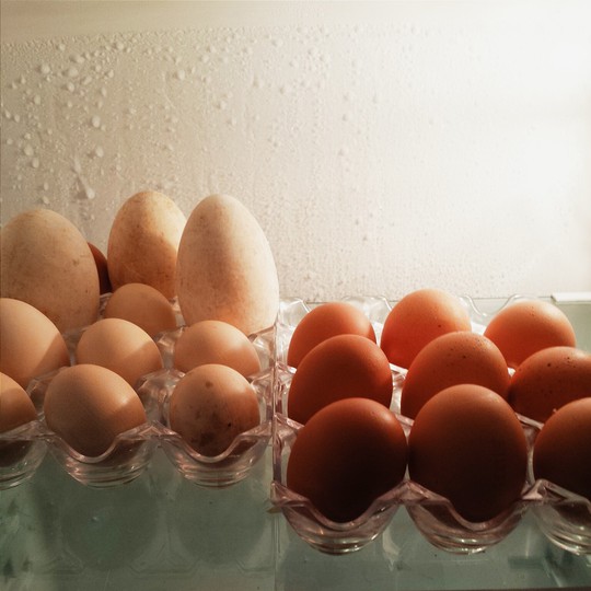 Snapshot No 12: Daily - Eggs