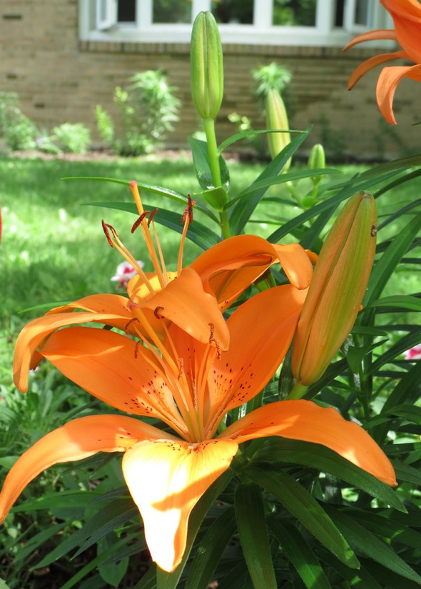 Angles on Asiatic Lilies in Inspired Everyday Photography gallery