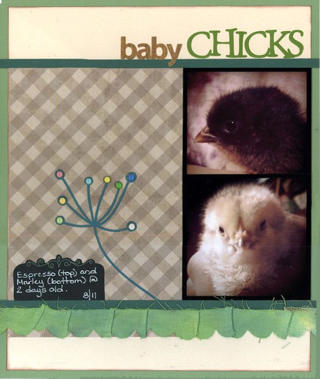 Baby chicks 911