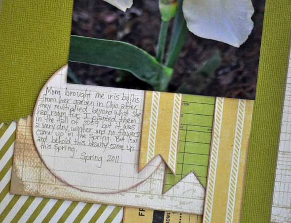Ohio Iris {Sunday Sketch & Layering Challenges} by Betsy_Gourley gallery