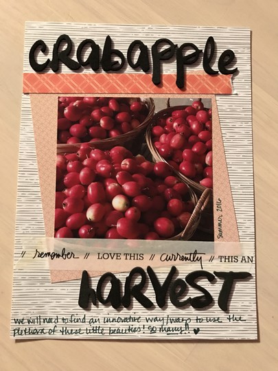 Day 6 Crabapple Harvest