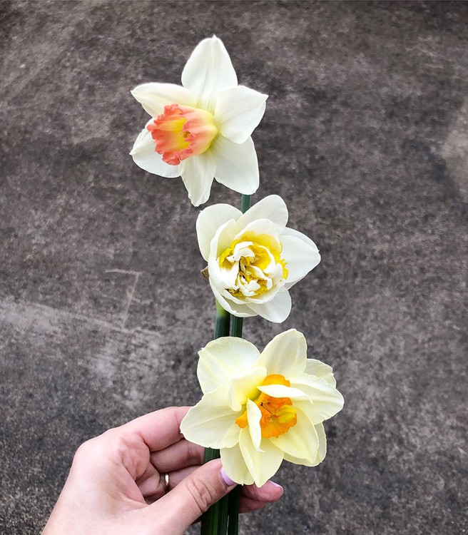 Ae daffodils