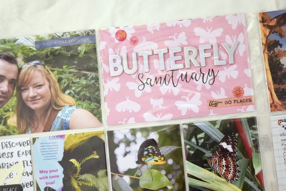 Butterfly sanctuary by Glynda gallery