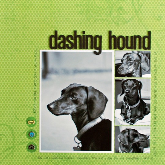 Dashing hound   houston stapp   april 2009