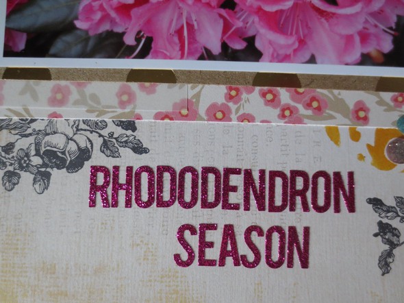 Rhododendron Season by olenaspicer gallery
