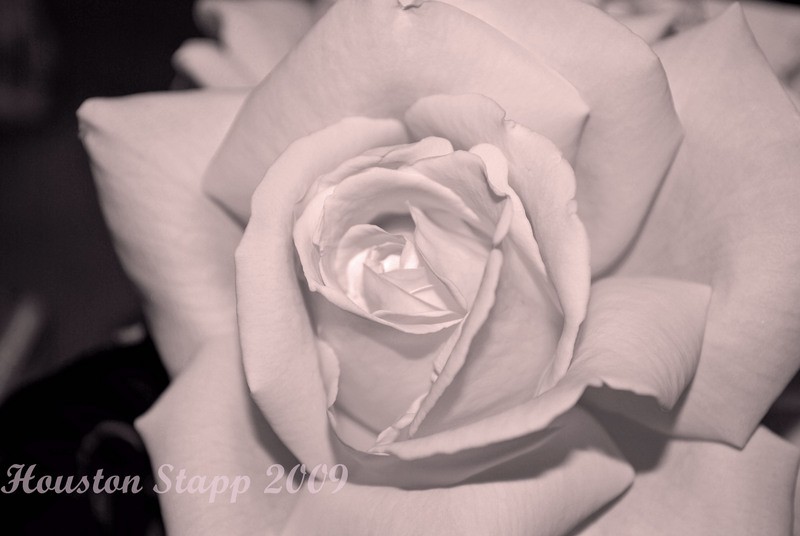 Birthday Rose *B&W Blog Photos*