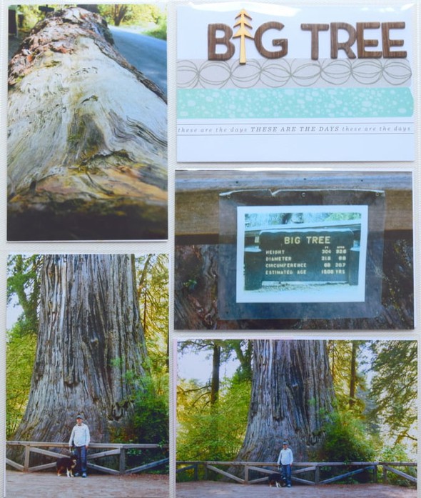 Big Tree1 by Glynda gallery