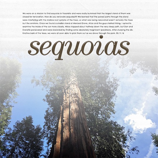 Sequoias (l)